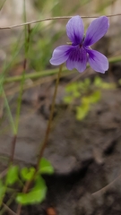 Viola silicestris