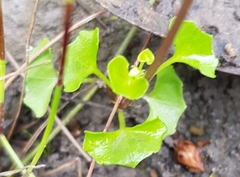 Viola silicestris