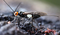 Callibracon capitator