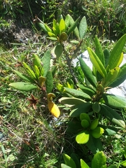 Rhododendron caucasicum