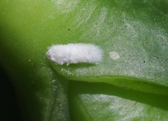 Phenacoccus peruvianus