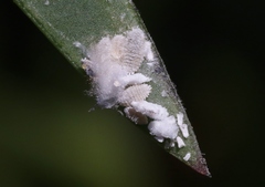 Phenacoccus peruvianus