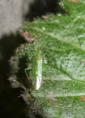 Blepharidopterus angulatus