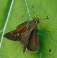 Polites themistocles