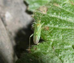 Blepharidopterus angulatus