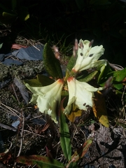 Rhododendron caucasicum