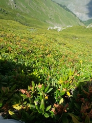 Rhododendron caucasicum