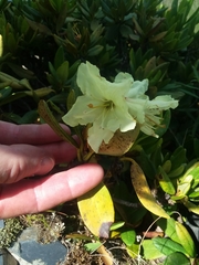 Rhododendron caucasicum