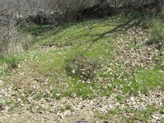 Lavandula pedunculata
