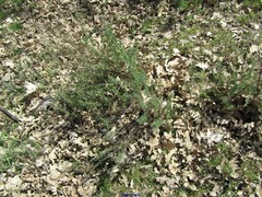 Lavandula pedunculata