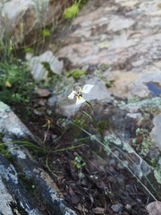Moraea lilacina