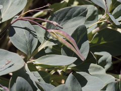 Cycladenia humilis humilis