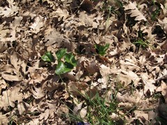 Arum cylindraceum