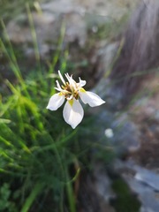 Moraea lilacina
