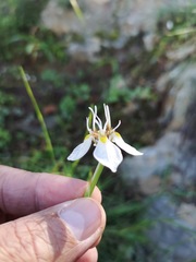 Moraea lilacina