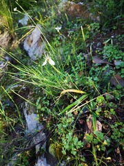 Moraea lilacina