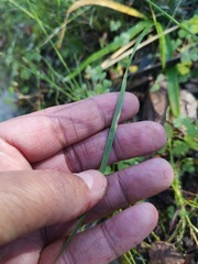 Moraea lilacina