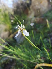 Moraea lilacina