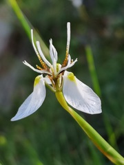Moraea lilacina