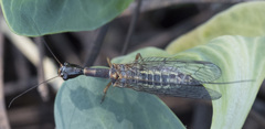 Raphidiidae