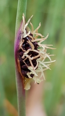 Chorizandra cymbaria