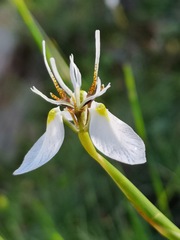 Moraea lilacina