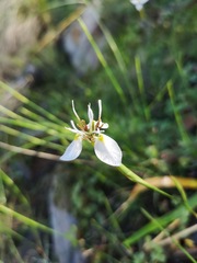 Moraea lilacina