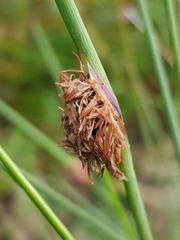 Chorizandra cymbaria