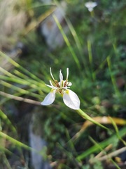 Moraea lilacina