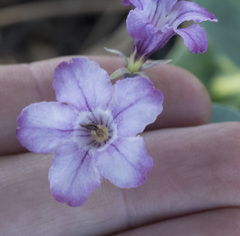 Cycladenia humilis humilis