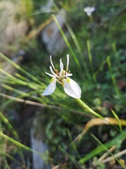 Moraea lilacina