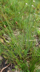 Chorizandra cymbaria