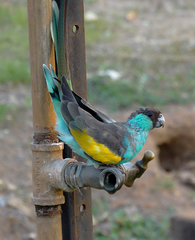 Psephotus dissimilis