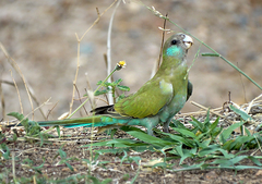 Psephotus dissimilis