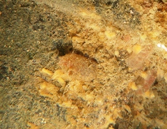 Ascidiella aspersa