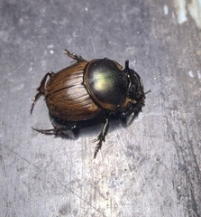 Digitonthophagus