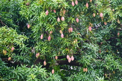 Mangifera indica image