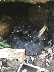 Crotalus cerberus