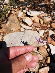 Moraea crispa