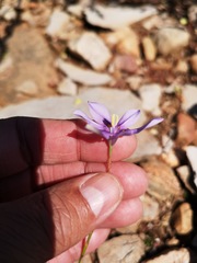 Moraea crispa