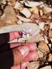 Moraea crispa