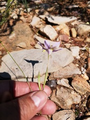 Moraea crispa