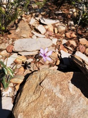 Moraea crispa