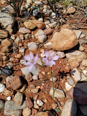 Moraea crispa