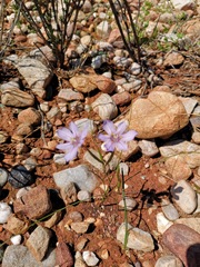 Moraea crispa