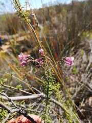 Freylinia densiflora