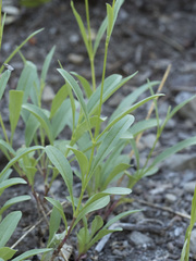 Penstemon gracilentus