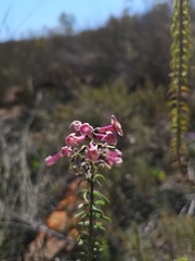 Freylinia densiflora
