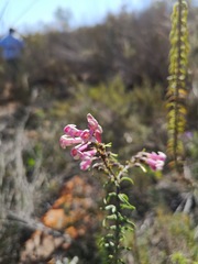 Freylinia densiflora