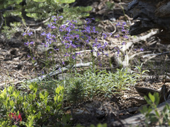 Penstemon gracilentus